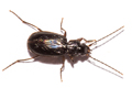 Badister dilatatus